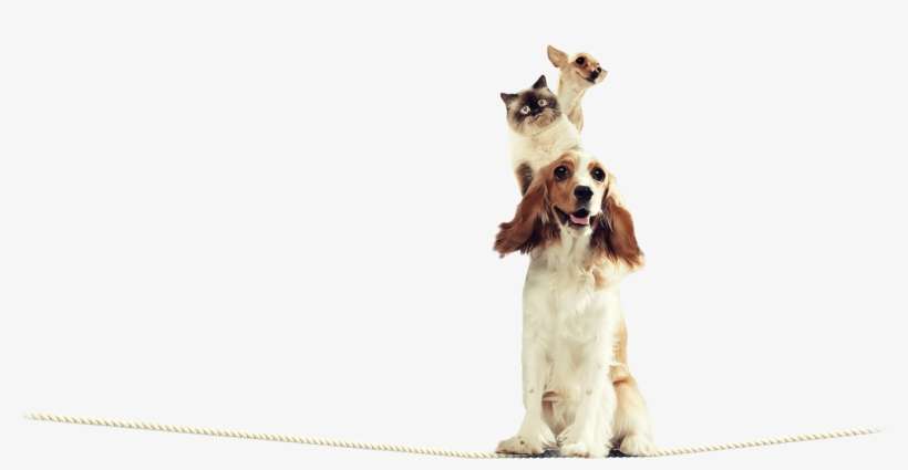 Help Pets Cope With Stressful Situations And Settle - Fotomural Para Puertas Perros Y Gatos Amigos, transparent png download