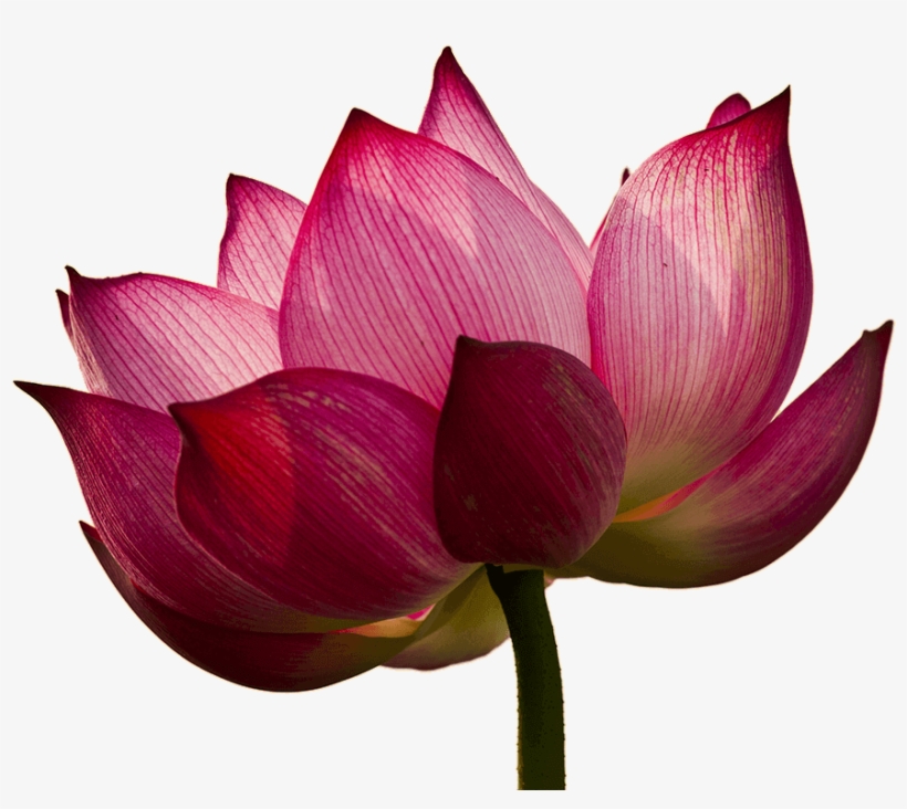 Flower1 - Sacred Lotus, transparent png download