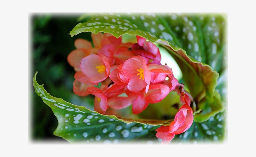Wild Things Grow - Begonia, transparent png download