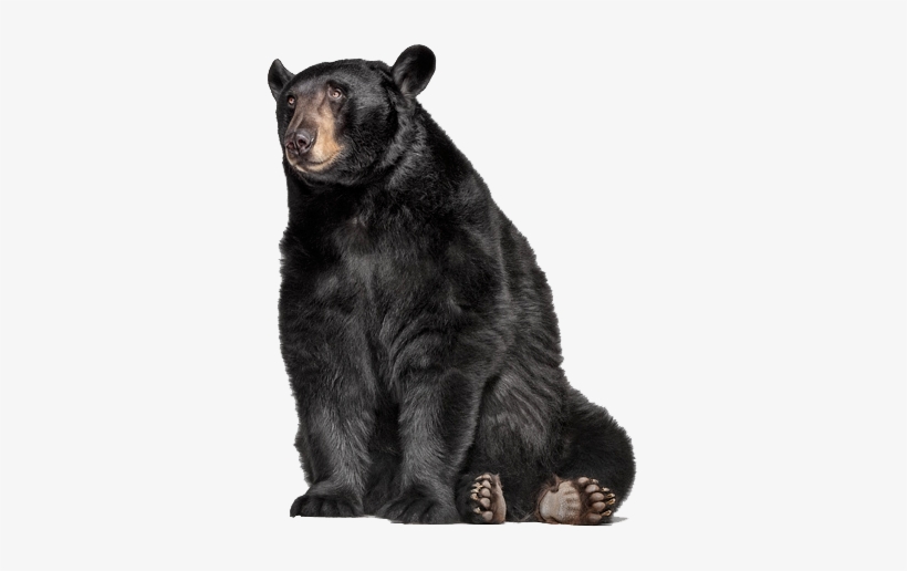 Share This Image - Andrew Zuckerman Cat, transparent png download