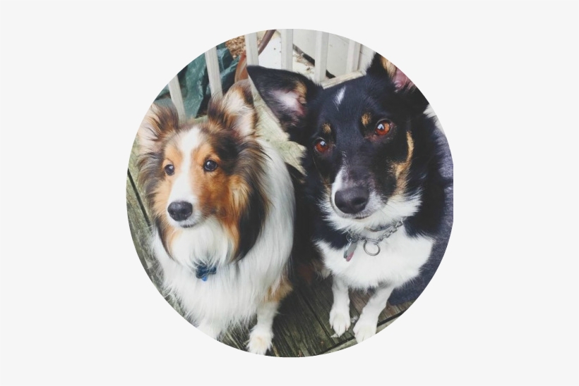 Tumblr Omo9wssksi1qjcdw9o1 500 - Shetland Sheepdog, transparent png download