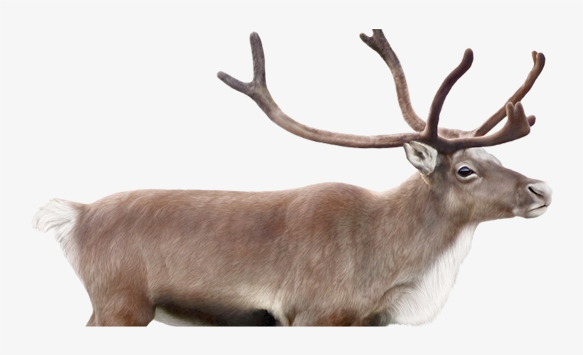 Le Visuel - Transparent Caribou, transparent png download