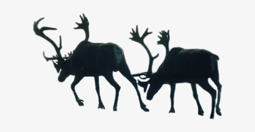 Download - Reindeer, transparent png download