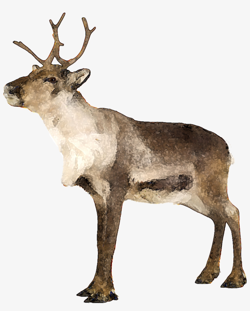 Ten Ways To Modify - Caribou Png File, transparent png download