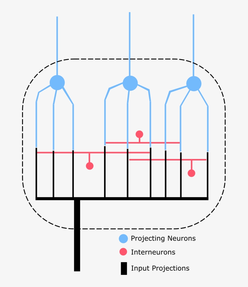 Typically, A Nucleus Contains - Neuron, transparent png download
