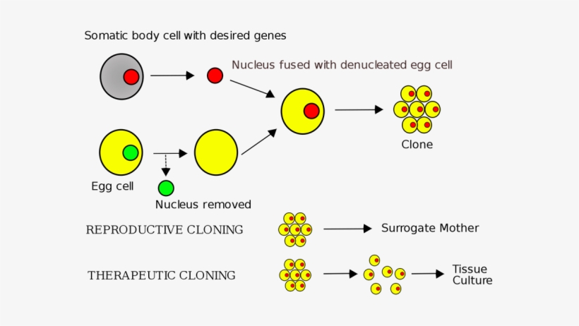 Http - //upload - Wikimedia - Diagram English - Svg/2000px-cloning - Somatic Cell Nuclear Transfer Diagram, transparent png download