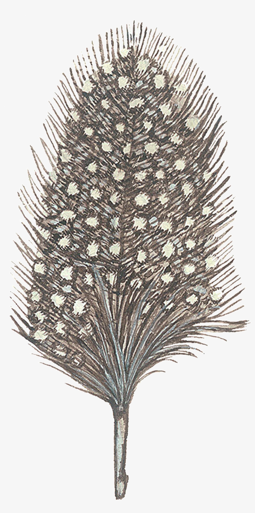 Fashion Feather Decoration Illustration - Pond Pine, transparent png download