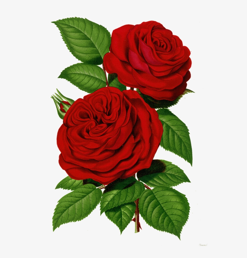 Flores - Rose Graphic Png, transparent png download