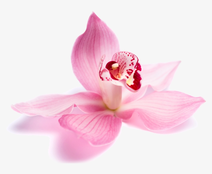 Welcome - Beauty Parlour Flowers Png, transparent png download