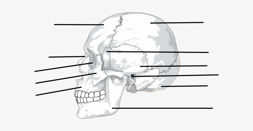 Small - Black And White Profile View Of A Skull Wine Stopper, transparent png download