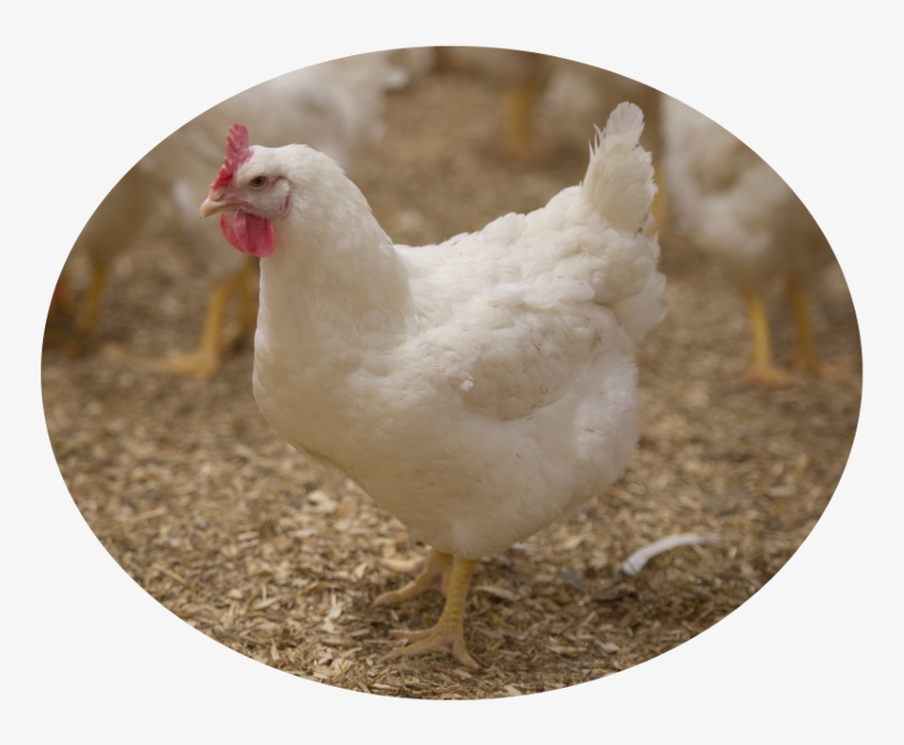 Ontario Broiler Chicken Hatching Egg Producers Association - Broiler Chicken, transparent png download