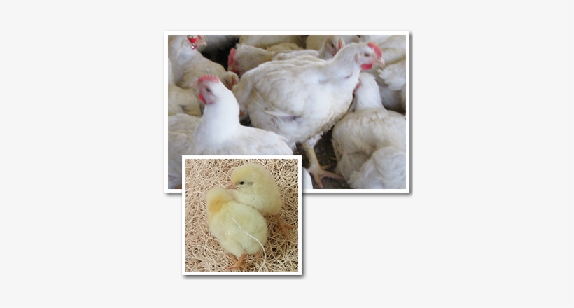 Cornish Cross Chickens Near California, Oregon, And - Broiler, transparent png download