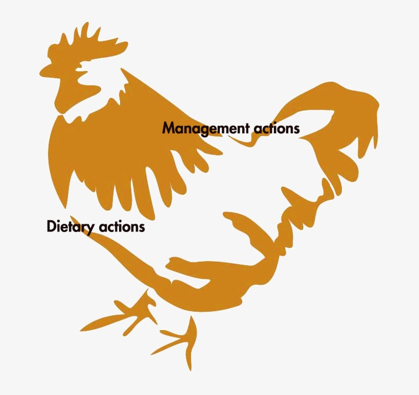 Poultryworld - Farm Animals Clipart, transparent png download