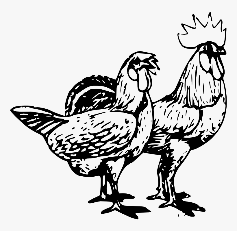 Chicken Drawing Gamecock Poultry Rooster - Poultry Clipart, transparent png download