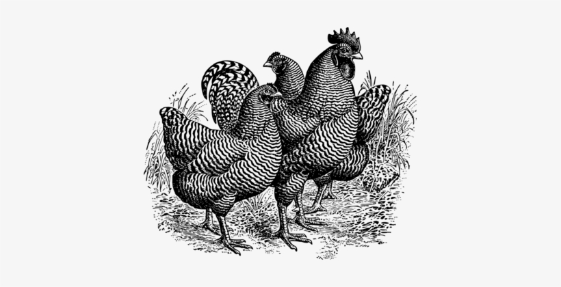 Rooster Plymouth Rock Chicken Drawing Computer Icons - Plymouth Rock Chicken, transparent png download