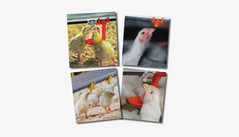 Contact Us For Information - Nipple Drinker, transparent png download