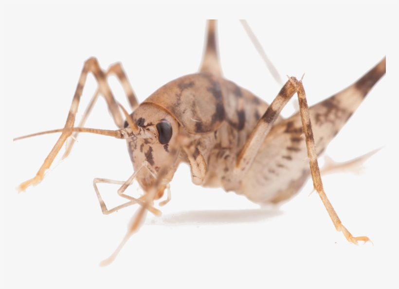 Cavecrickettiny - Human, transparent png download