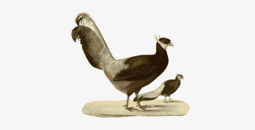 Bird Computer Icons Ring-necked Pheasant Rooster - Blue Eared Pheasant, transparent png download