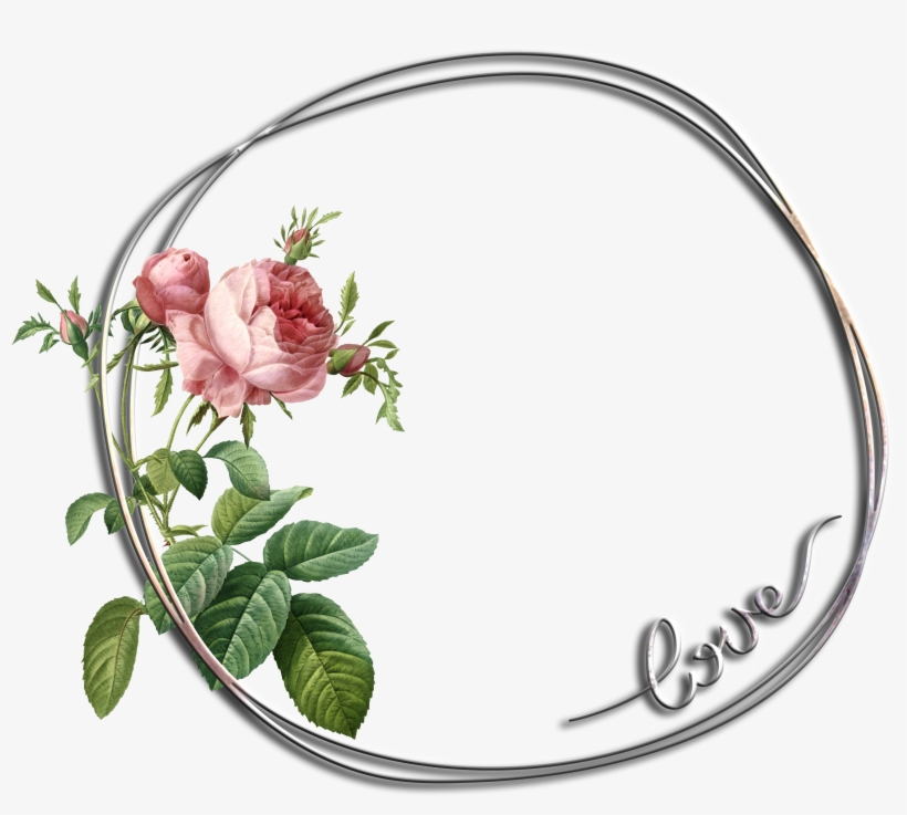 Path Httpenlivendesigns Us Love Frames For Photos Free - Vintage Botanical Rose Drawing, transparent png download