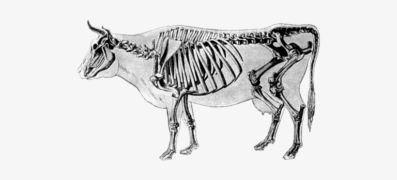 Almost A Veterinarian - Farm, transparent png download