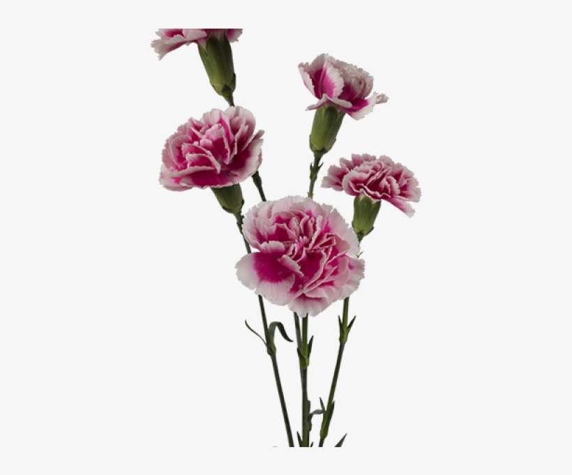Kwiaty - Kwiaty Cięte - Goździk Gałązkowy - Bolero - Carnation, transparent png download