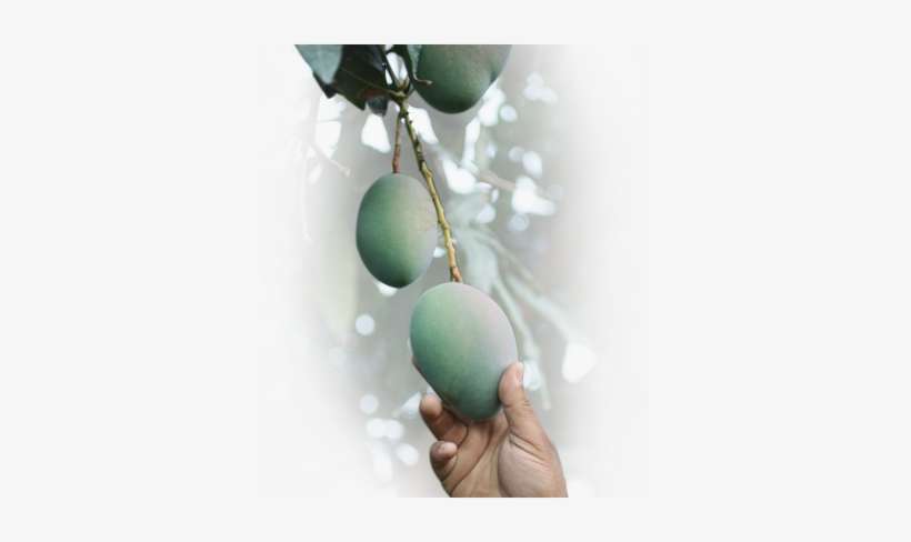 Meet A Mango Tree - Olive, transparent png download