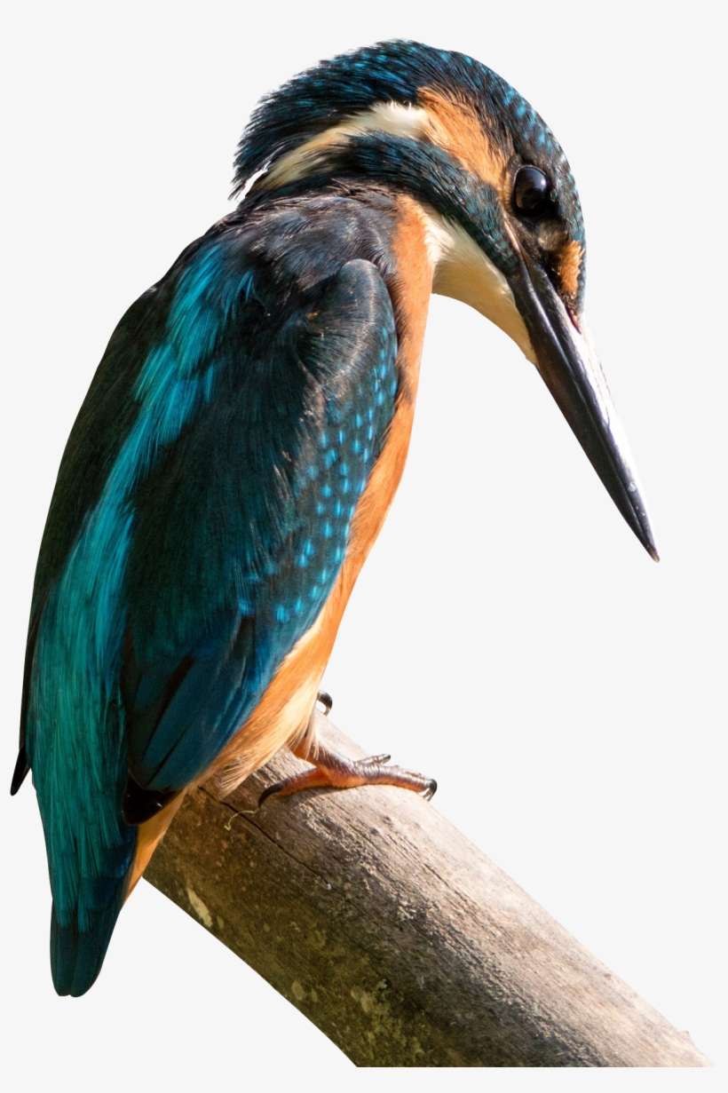 Kingfisher Bird Png Image - Sanctuaries Bird Of Nepal List, transparent png download