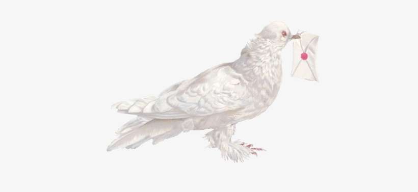 Голубь03 - Rock Dove, transparent png download