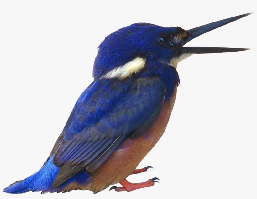 Blue Kingfisher - Portable Network Graphics, transparent png download