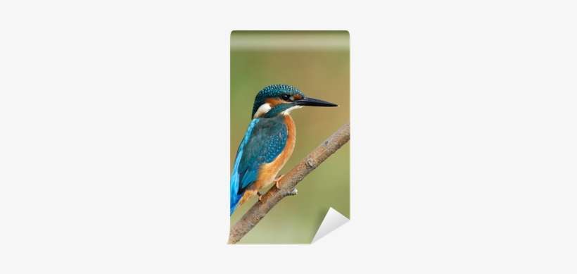 Common Kingfisher, transparent png download