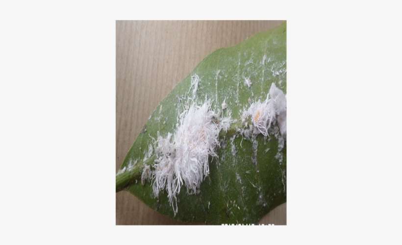 Colony Of Icerya Aegyptiaca On The Main Nervure Of - Viceroy (butterfly), transparent png download