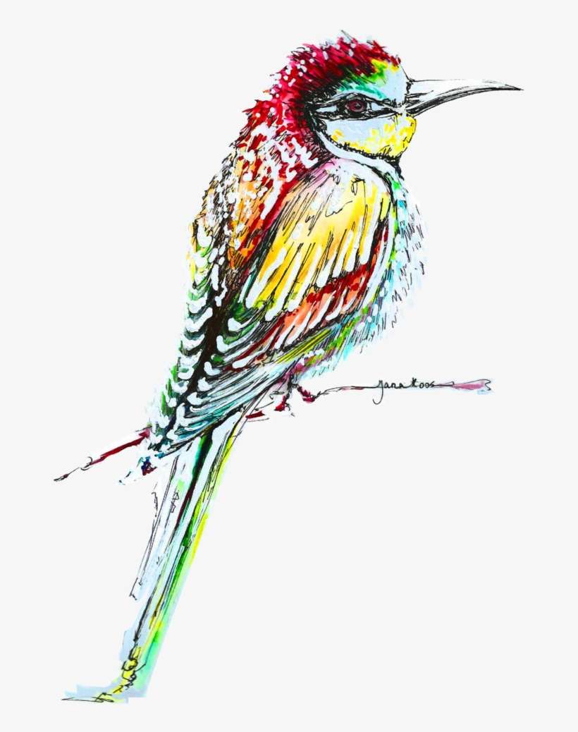 Kingfisher Bird Png High-quality Image - Bee Eater, transparent png download