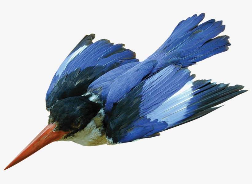 This Week's What's On The Van Comes From Malgosia Nowak-kemp, - Black Capped Kingfisher Png, transparent png download