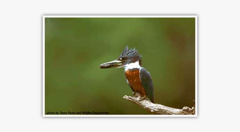 Little Bittern, transparent png download