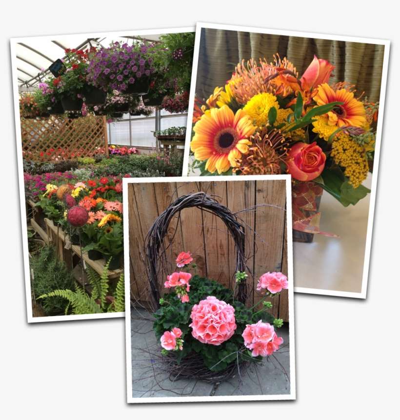 Floral Designs - Chrysanths, transparent png download