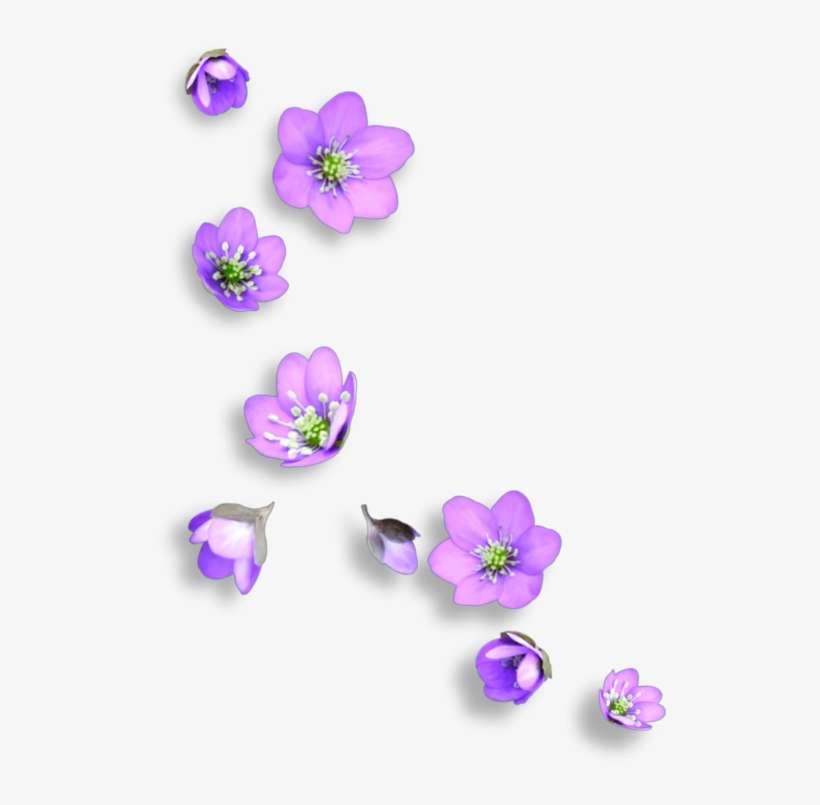 Mq Flowers Falling Garden Purple Remix - Purple Flower Falling Png, transparent png download