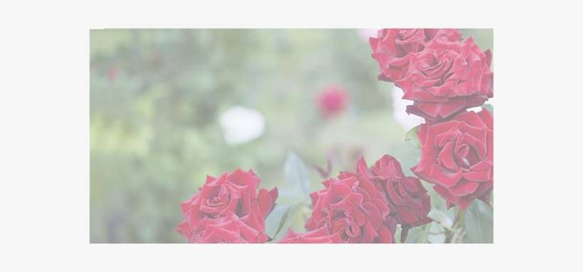 Background-1 - Rose, transparent png download