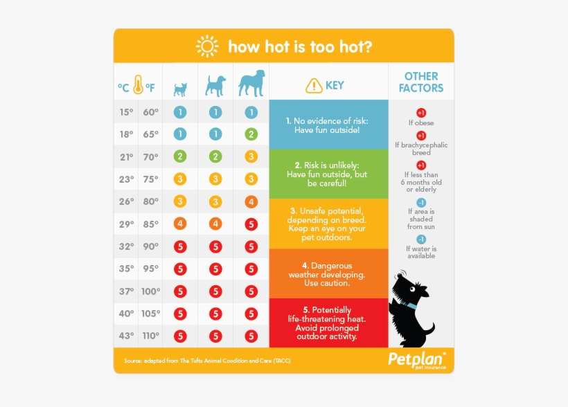 A - Pet, transparent png download