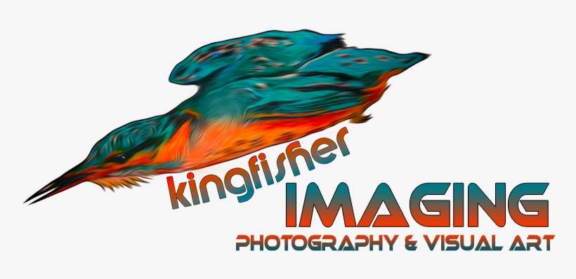 Kingfisher Imaging - Illustration, transparent png download