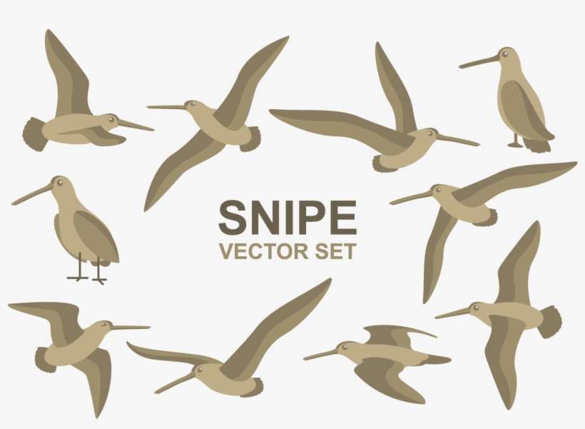 Snipe Cartoons Vector - Cartoon, transparent png download