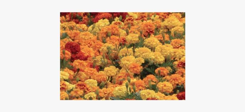 Calendula Mist (8 Fl Oz By Volume) Certified Organic - Boy O Boy Marigold, transparent png download