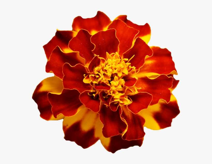 Red Marigold Flower Png, transparent png download