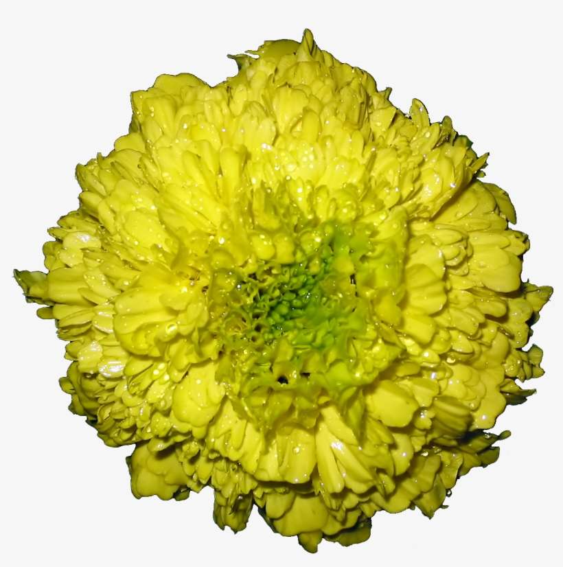 File - Tagetes - Wikimedia Commons, transparent png download