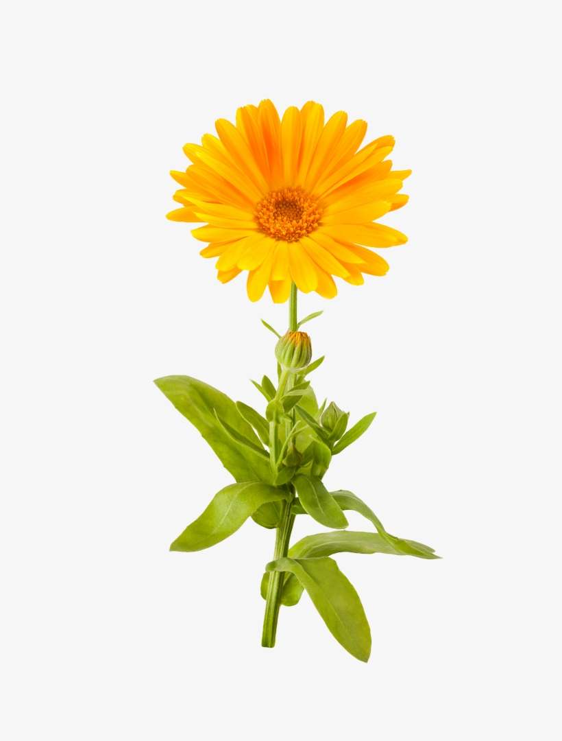 Marigold Flowers Transparent Png Sticker - Png Marigold, transparent png download