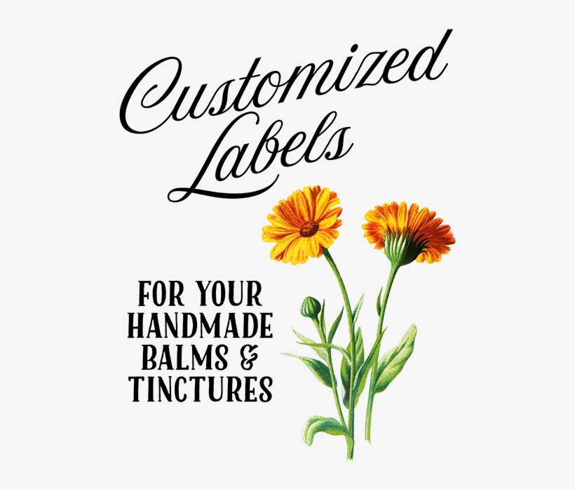 Customizedlabels - Botanical Illustratuin Of Sun Flower, transparent png download