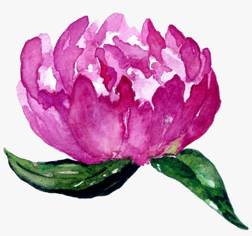 Jana Melinda Photography - Rose, transparent png download