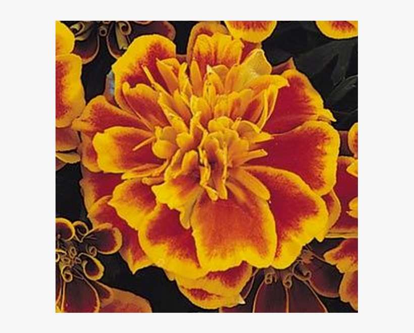 Marigold,french - French Marigold, transparent png download