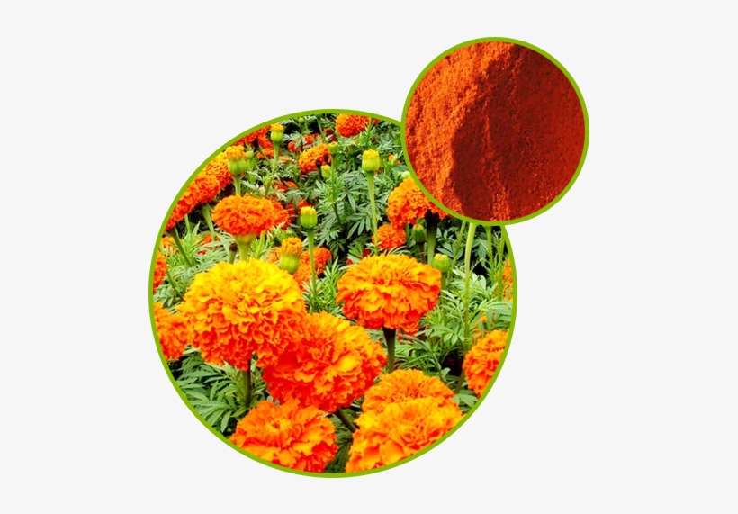Marigold Extract Marigold Extract