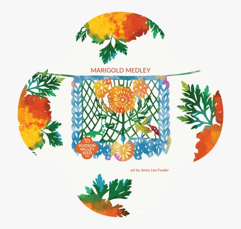 Marigold, transparent png download