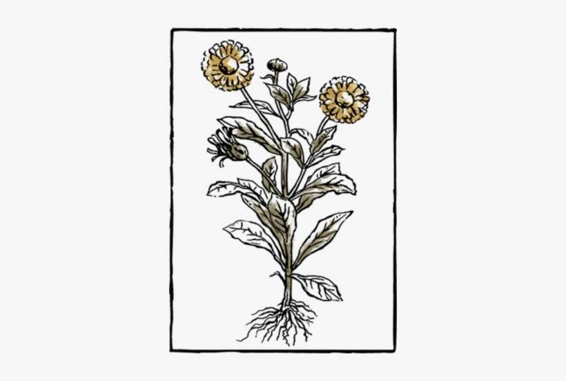 Book Herb04 - Book, transparent png download